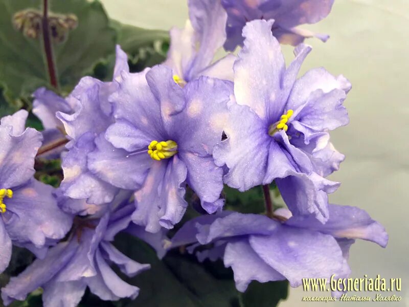 Фиалки белые. Фиалка рс халиф. Фиалка белые ночи. Фиалка белые ночи. Фиалка ек голубая кровь.