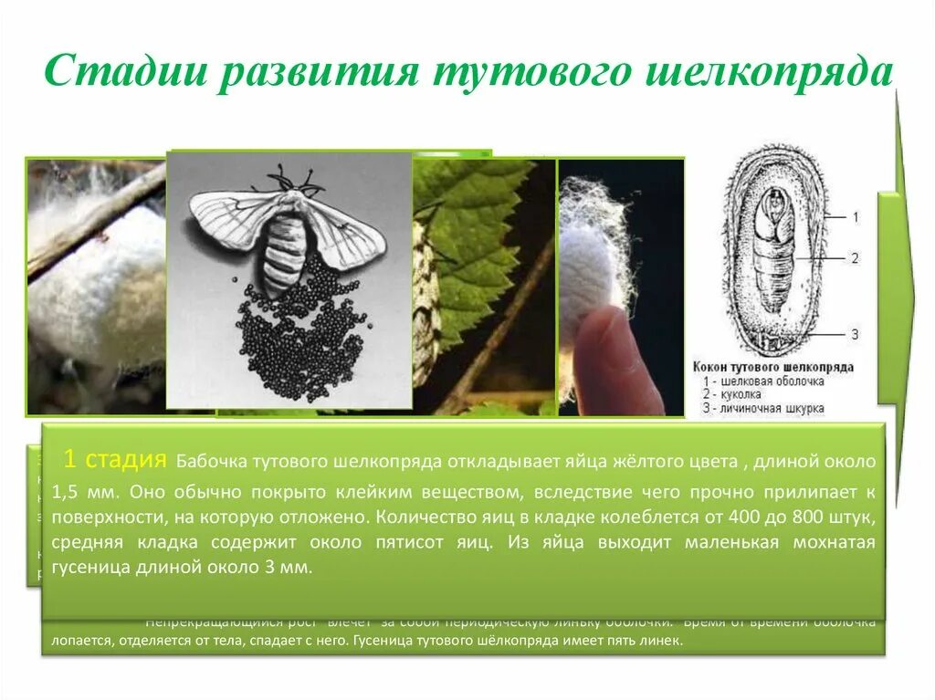 Определите тип развития тутовый шелкопряд. Этапы развития тутового шелкопряда. стадии развития тутового шелкопряда 5 стадий. жизненный цикл тутового шелкопряда. тутовый шелкопряд развитие.