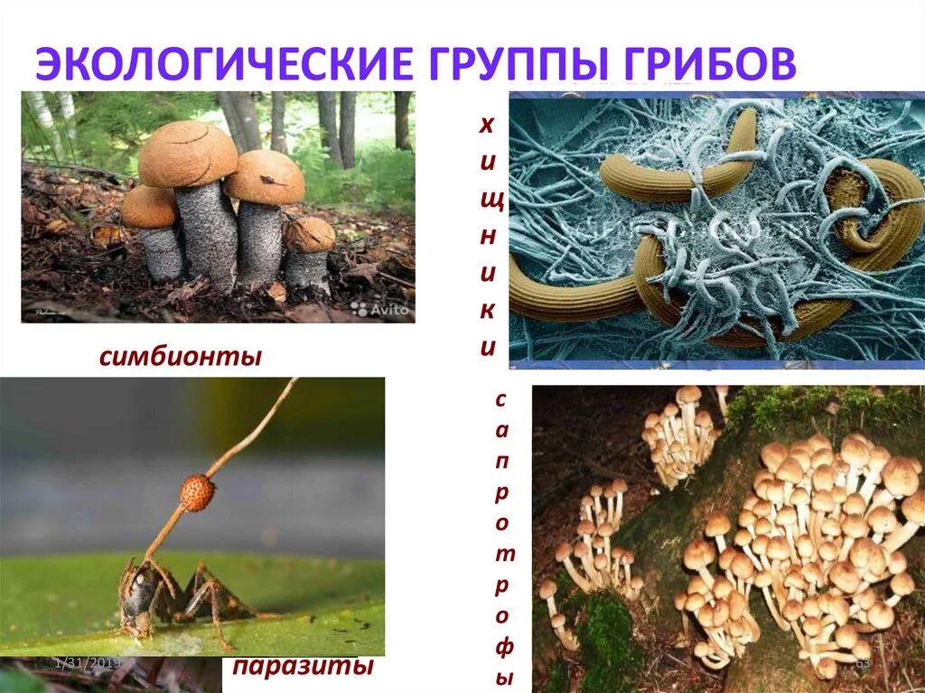 Экологические группы грибов. Экологические связи в сообществе грибов. Грибы симбионты группа паразитов.