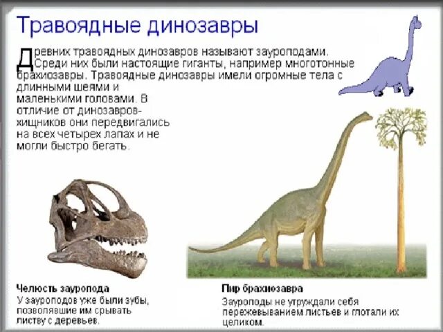 Как назывались маленькие динозавры. Динозавр с длинной шеей. Травоядные динозавры. Динозавры травоядные динозавры. Динозавр с длинной шеей травоядный.