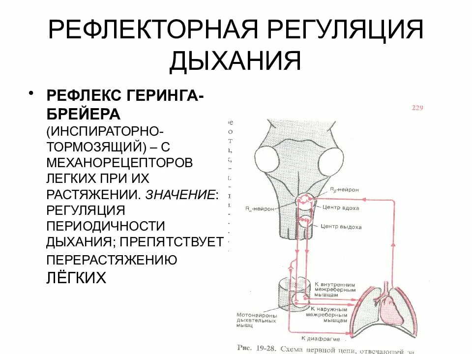 Рефлекторные механизмы регуляции дыхания физиология. Рефлекс Геринга-Брейера в регуляции дыхания. Инспираторно тормозящий рефлекс Геринга Брейера. Рефлекторная регуляция дыхания схема.