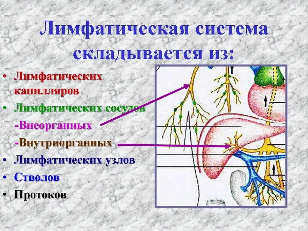 В лимфатический сосуд поступают. Лимфатическая система человека. Лимфатические капилляры. Лимфатическая система схема. Общий план строения лимфатической системы схема.