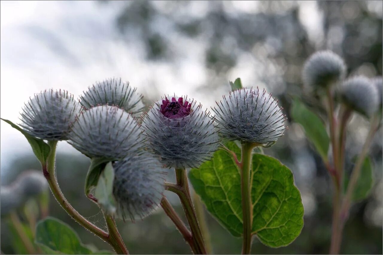 Репейник схемы клумб. Репейник садовый центр. Репейник садовый центр. Туя на штамбе. Туя на штамбе.
