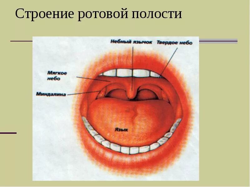 Язык ротовой полости