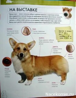 Сколько весит корги