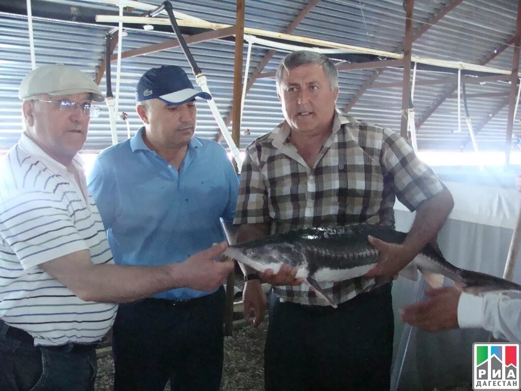 Рыбалка на сулакском каньоне. Пресноводные рыбы дагестана. Браконьерство осетровых. Рыбаки дагестан. Дагестан поселок рыбный.