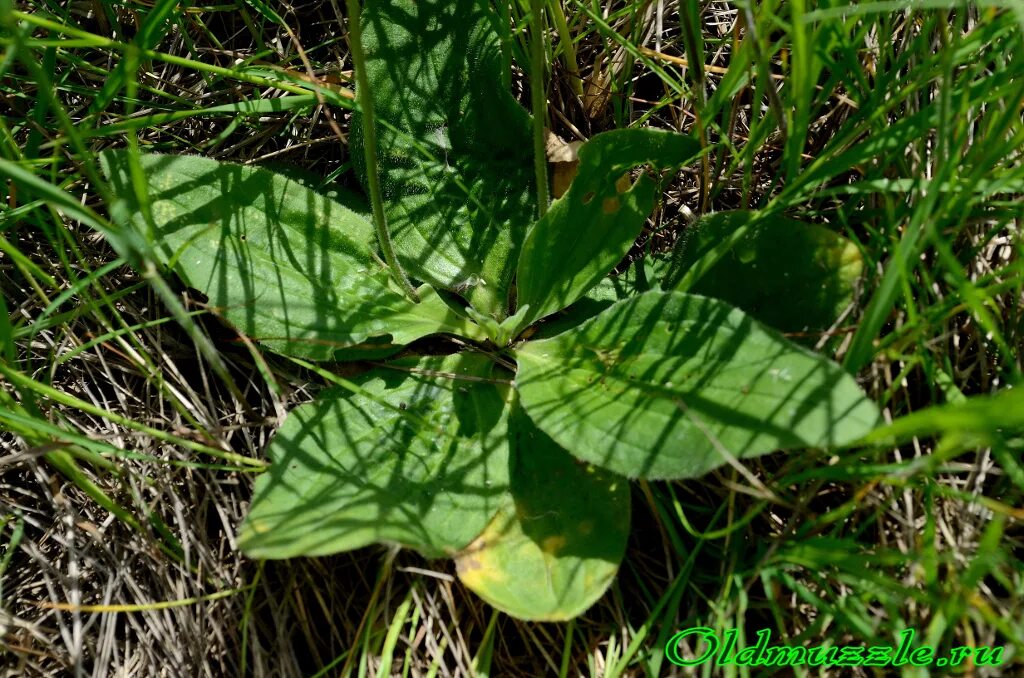 Подорожник нашли. Подорожник средний Plantago Media. Подорожник Крашенинникова. Подорожник Луговой. Подорожник средний цветки.