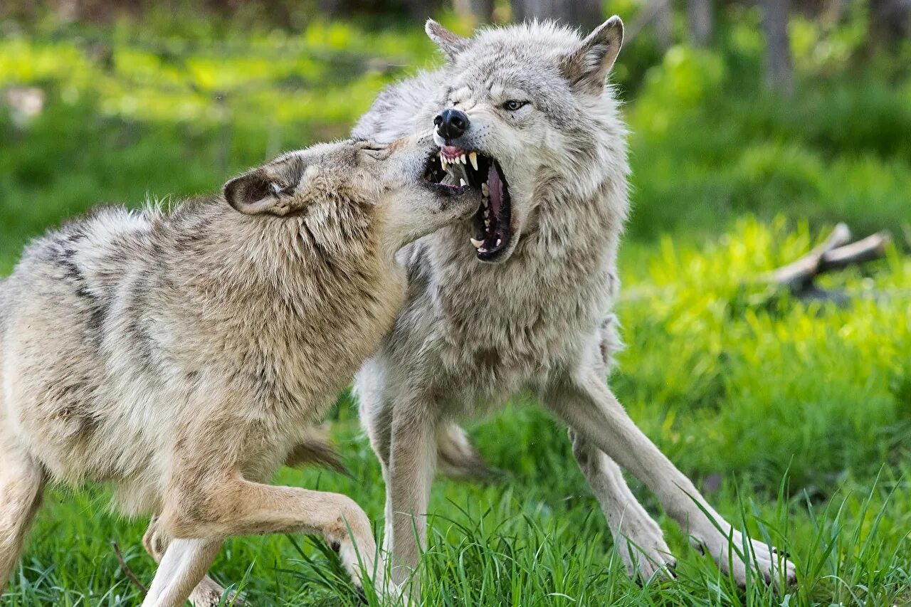 Смешные картинки волка. Смешной волк. Волк фото. Дикий волк.