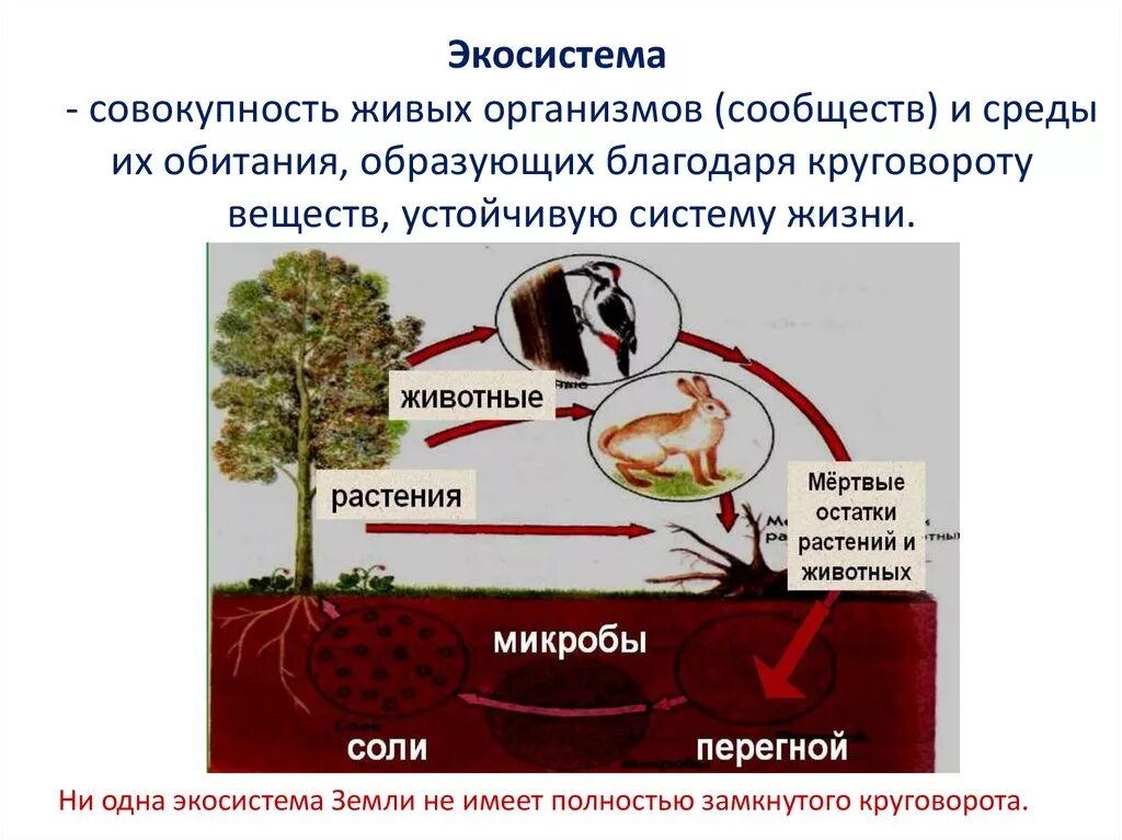 Круговорот это в биологии. Взаимосвязи организмов и окружающей среды. Среды обитания живых организмов. Организмы в окружающей среде. Экологическсистемы живых организмов.