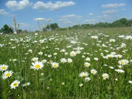 Природа родного края растения