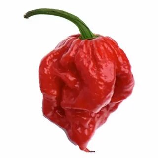 World pepper