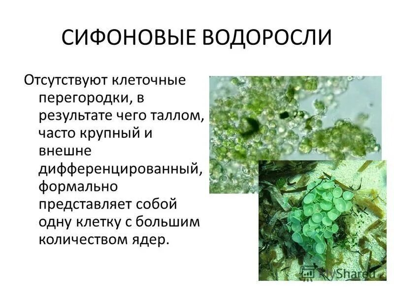 Отсутствие водорослей. Сифоновые водоросли. Сифоновые водоросли строение. Класс Сифоновые водоросли. Презентация на тему водоросли.