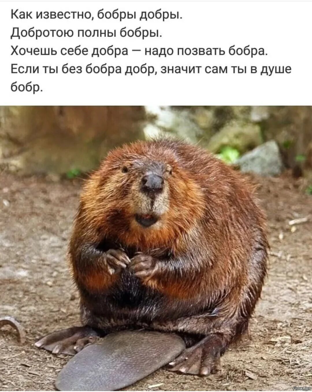 Мем бобры турбо. Мемы про бобра. бобер мем. бобры мем. мемы про бобров.