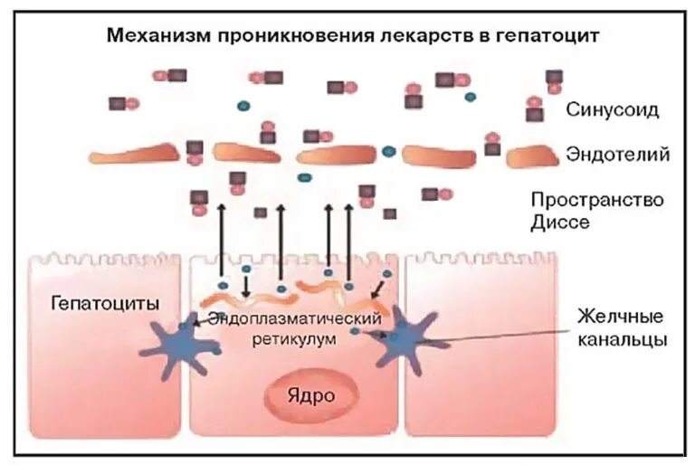 Препараты влияющие на печень. Лекарственное поражение печени. Лекарства влияющие на печень. Воздействие лекарственных препаратов на печень. Механизм повреждение гепатоцитов лекарственных препаратов.