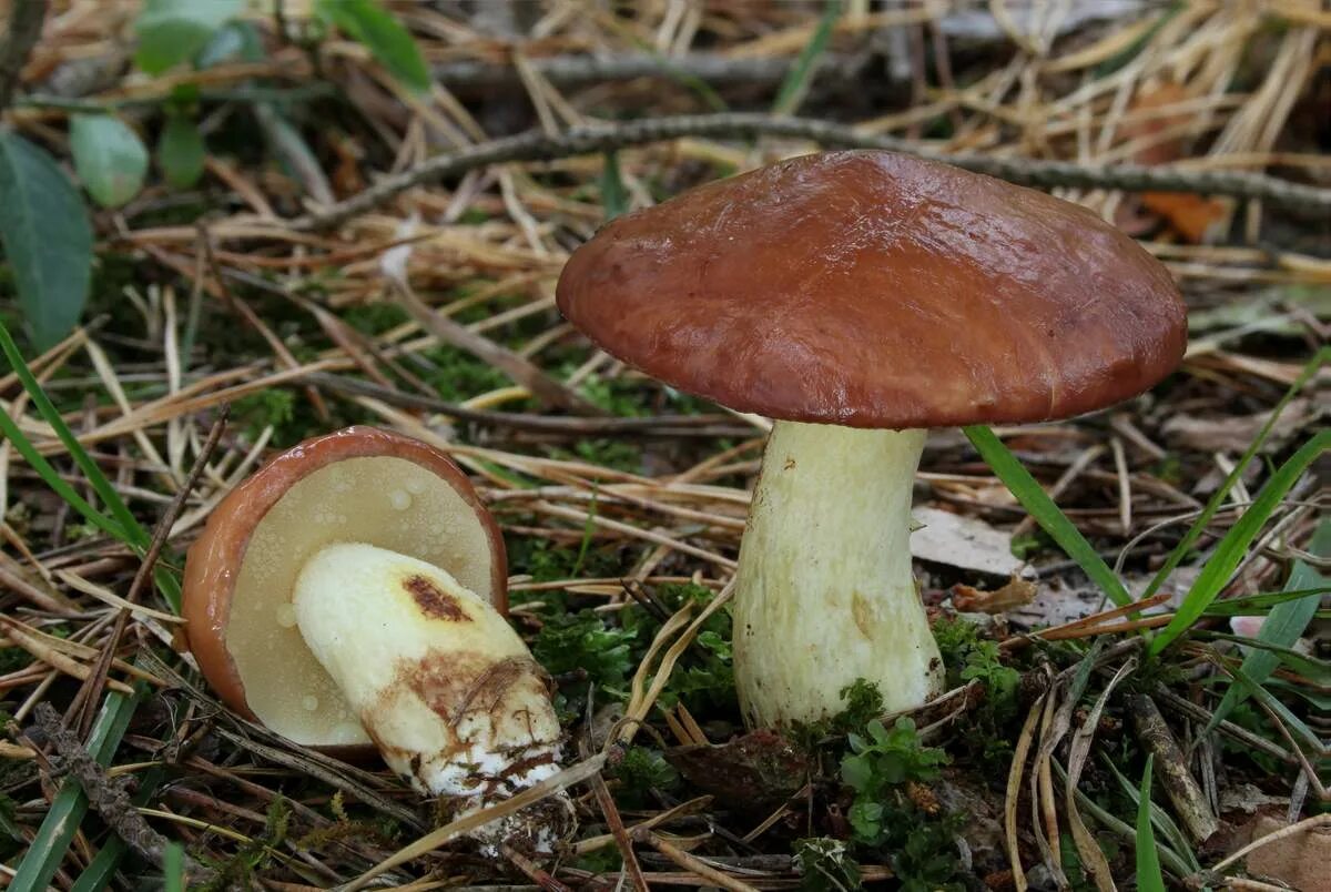 Масленок. Гриб Suillus luteus. Съедобные грибы маслята. Маслёнок обыкновенный (Suillus luteus). Маслёнок белый Suillus Placidus.