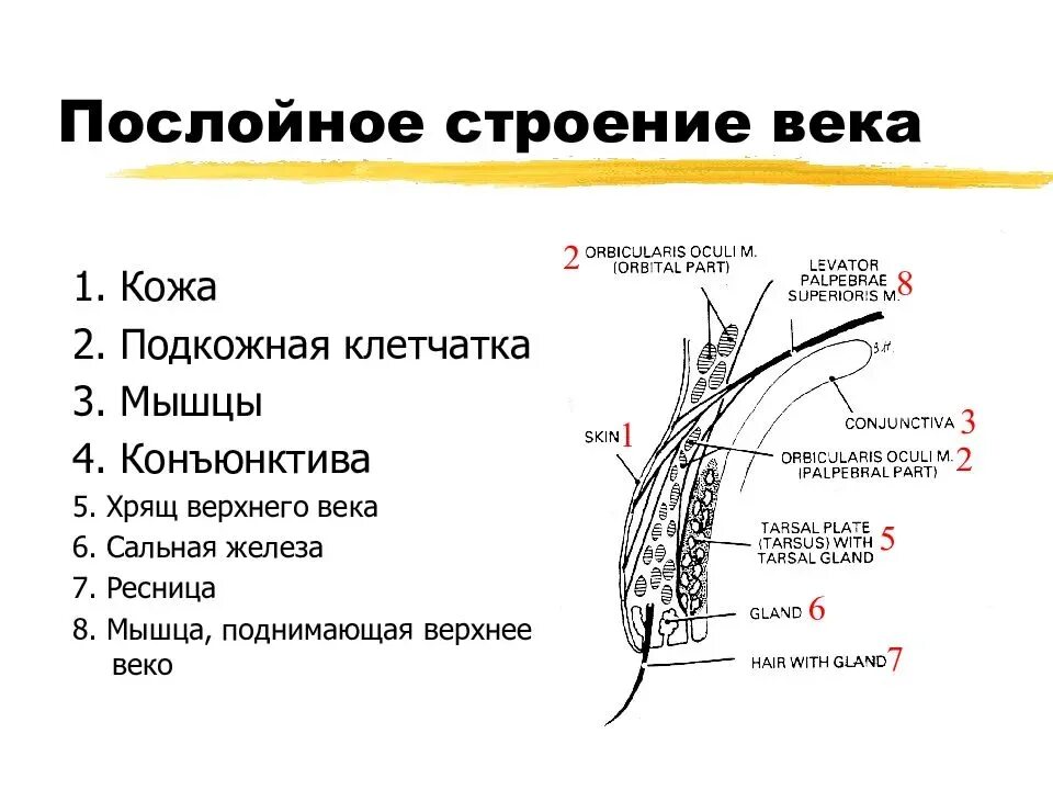 Послойное строение верхнего и Нижнего века. Послойное строение глазницы. Строение век- мейбомиевы железы.