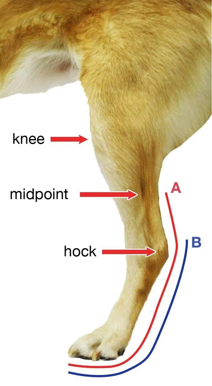 Собака поджимает заднюю лапу. Скакательный сустав у собак. Кости скакательного сустава собаки. Скакательный сустав у кошек анатомия. Анатомия скакательного сустава собаки.