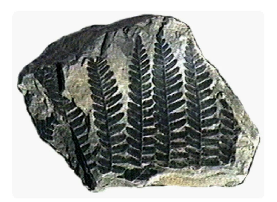 Каменный уголь каменноугольного периода. Папоротник в угле. Папоротники каменный уголь. Древний папоротник окаменелости. Фрагмент окаменевшего папоротника.