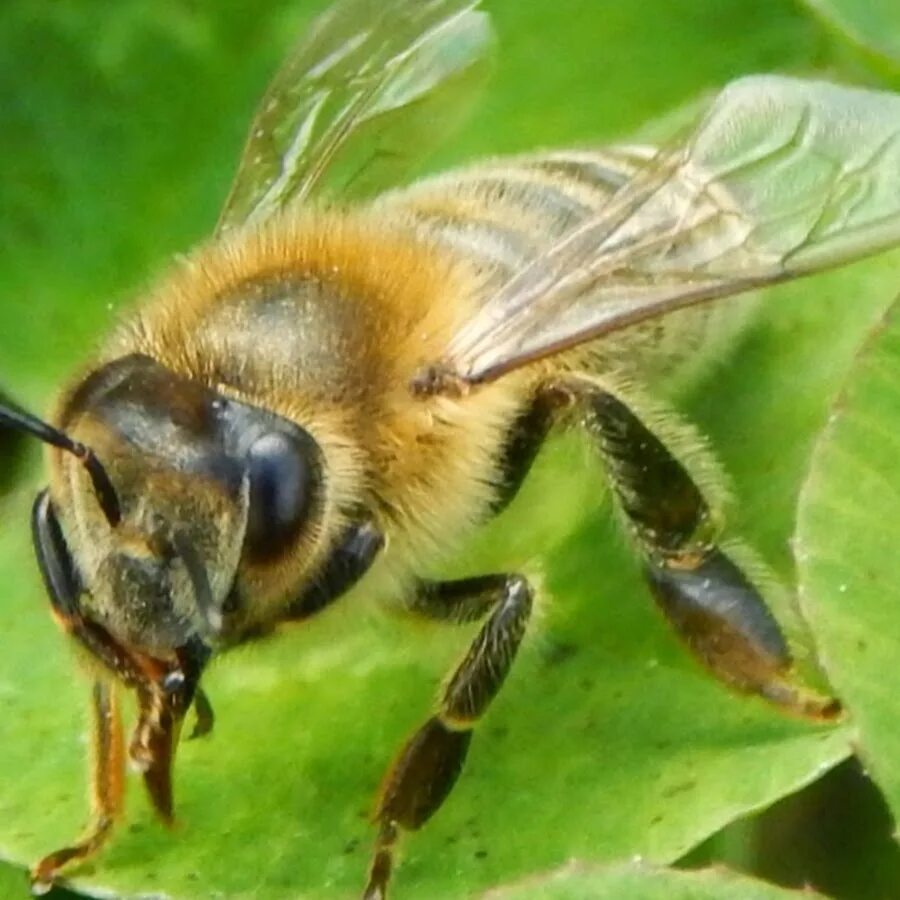 Карпатская порода пчел. Среднерусская пчела. Пчела Карпатка. Карника порода пчел.