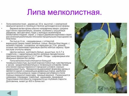 Лист липы описание