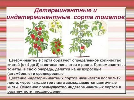Индертермидный сорт помидор
