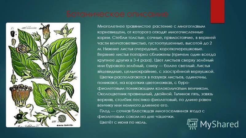 красавка пасленовые. белладонна ботаническая иллюстрация. белладонна красавка обыкновенная. красавка пасленовых растений. красавка обыкновенная сырье.