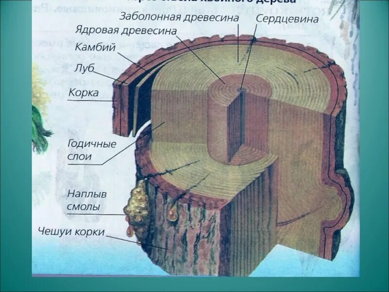 Строение ствола дерева голосеменных. Строение ствола хвойного дерева. Разрез ствола хвойного дерева биология. Схема строения ствола хвойного дерева.