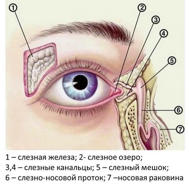 Почему идет слеза из глаза. Носослезный канал анатомия. Строение слезных протоков глаза. Носослезный мешок анатомия. Заболевание слезного аппарата дакриоцистит.