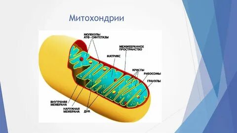Каким номером на схеме обозначены кристы