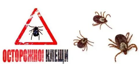 Товарищ клещ дочь