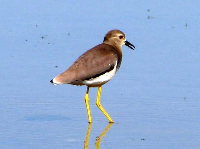 чибис пигалица. белохвостая пигалица птица. щербаков пигалица. ржанкообразные. чибис обыкновенный.