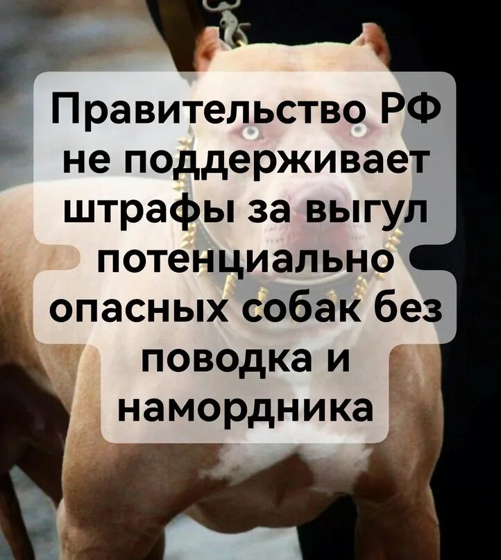 Штраф за выгул собак без поводка 2025. Контроль без поводка книга.