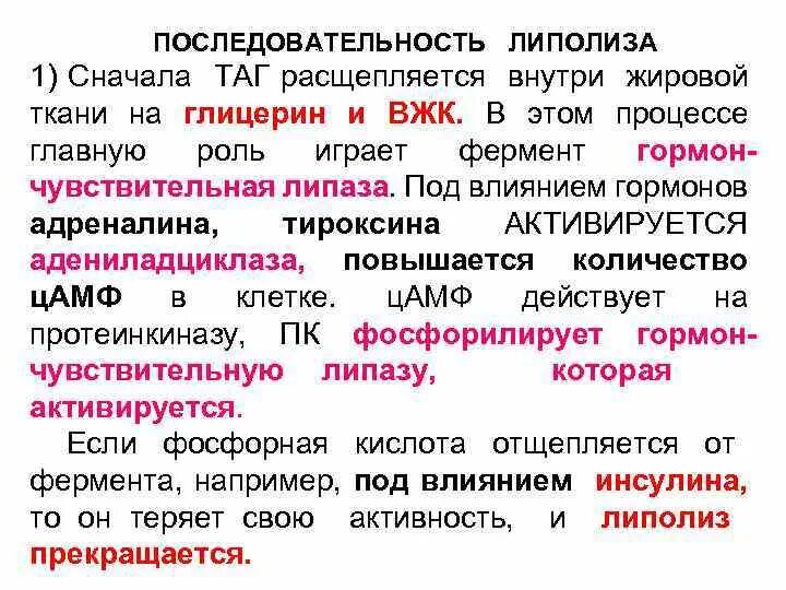Схема липолиза биохимия. Чувствительные липазы. Активация тканевой липазы. Гормон чувствительная липаза активатор. Термогенин.