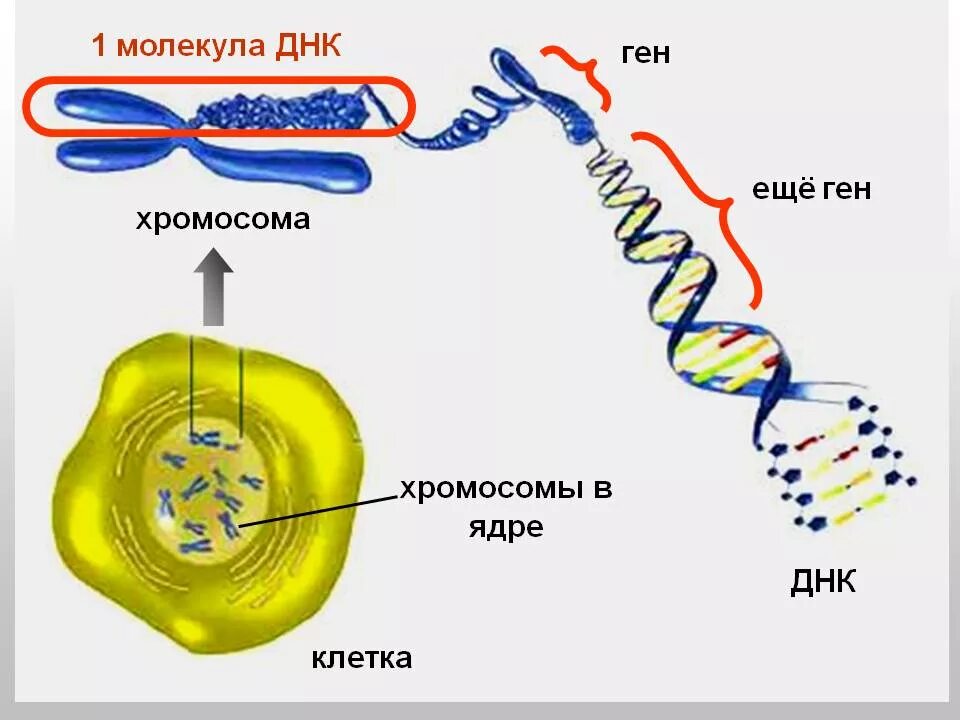 Хромосома рисунок. Строение хромосомы аллель. Хромосома днк ген схема. Строение днк и хромосом. Геном строение хромосома.
