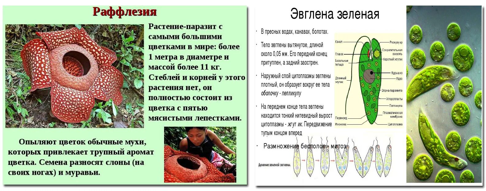 Паразиты сообщение по биологии 5 класс. Доклад про растений паразитов. растения паразиты презентация. растения паразиты сообщение. растения па роазиты.