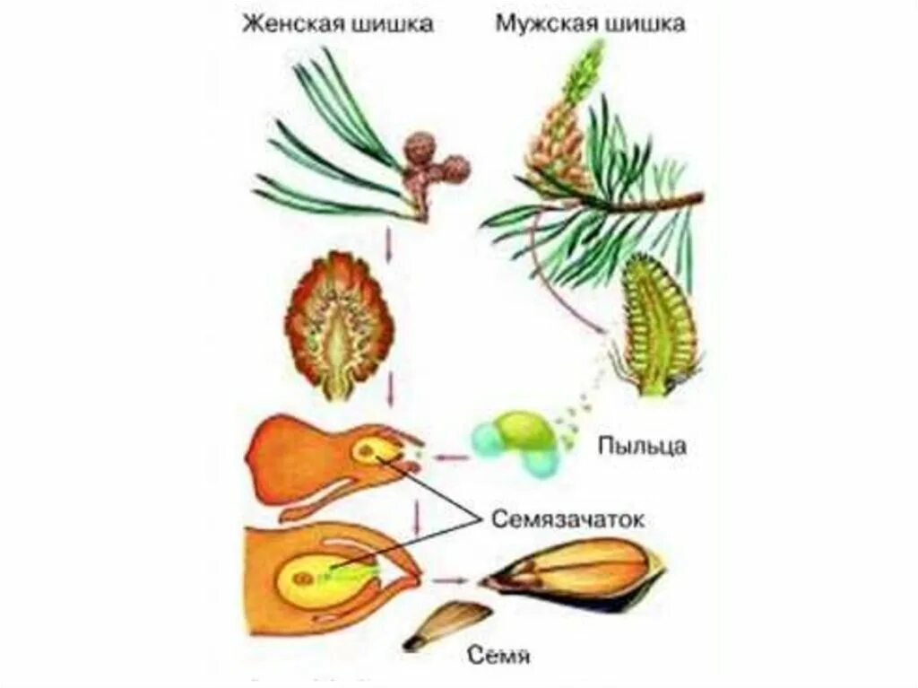 Цикл сосны. Размножение голосеменных сосна. Рис 46 размножение голосеменных. Размножение голосеменных схема. Цикл размножения голосеменных растений 6 класс.