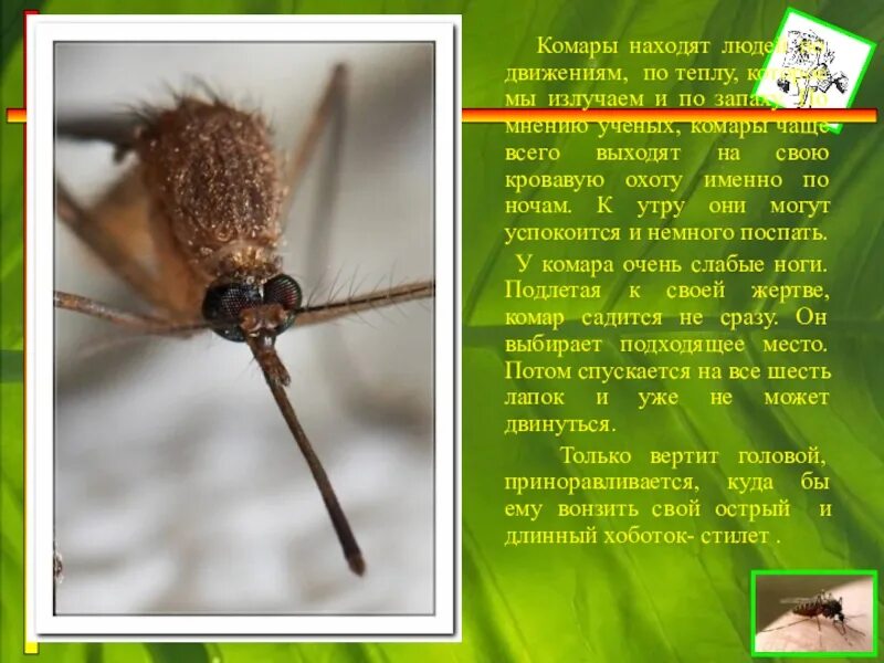 Комар в темноте. Как видят комары. как видят комары людей. как видят комары в темноте. как нас видят комары.