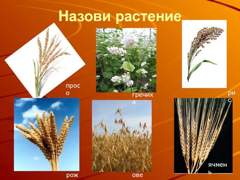 Пшенице ржи гречихе просо. Просо это зерновая культура. : рожь, ячмень, гречиха, овёс, пшено,. рожь гречиха. просо рис овес.