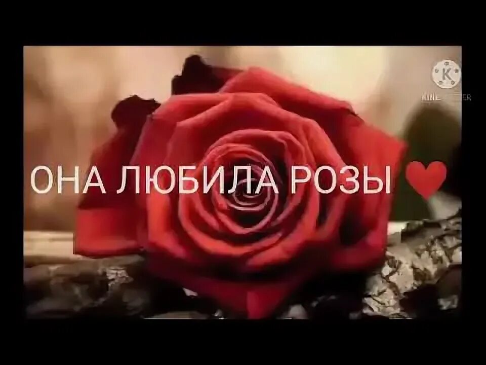 Текст песни она любила розы. Ислам итляшев она любила розы. Она любила розы певец. Анна калайчева она любила розы. Она любила розы.