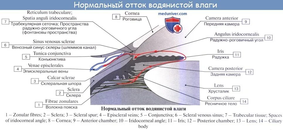 Циркуляция водянистой влаги глаза анатомия. Схема оттока внутриглазной жидкости. Лазерная десцеметогониопунктура. Основные пути оттока внутриглазной жидкости. Отток водянистой влаги глаза.