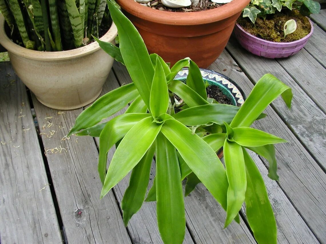 Каллизия душистая (золотой ус) вариегата. Каллизия душистая. Как выглядит золотой ус. Как выглядит золотой ус. Растение каллизия золотой ус.