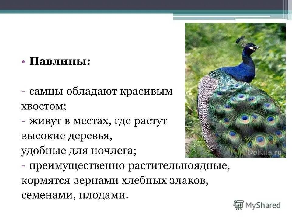 Павлин информация. Павлин доклад 1 класс. Павлин фото и описание. Интересные факты о павлинах. Стихи о павлине.
