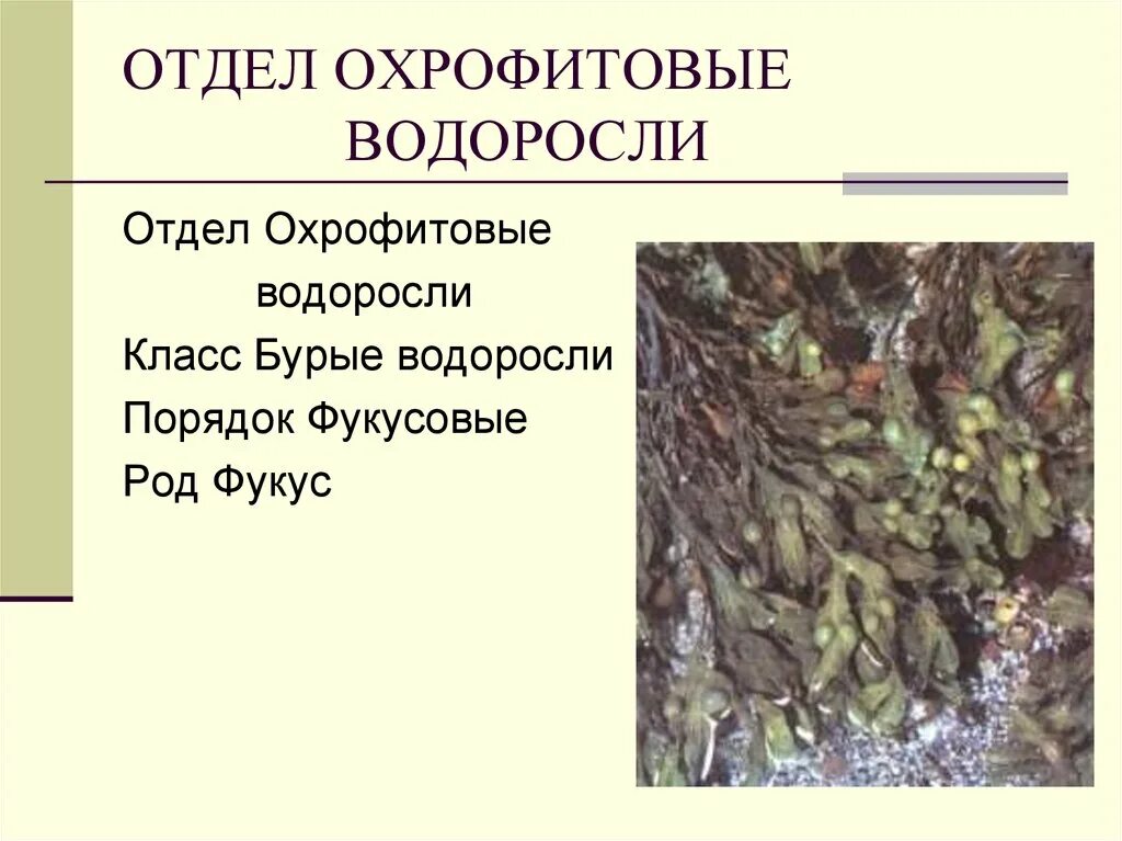 Фукус отдел. Отдел Охрофитовые водоросли. Фукус отдел водорослей. Пластиды охрофитовых водорослей. Бурые водоросли представители.