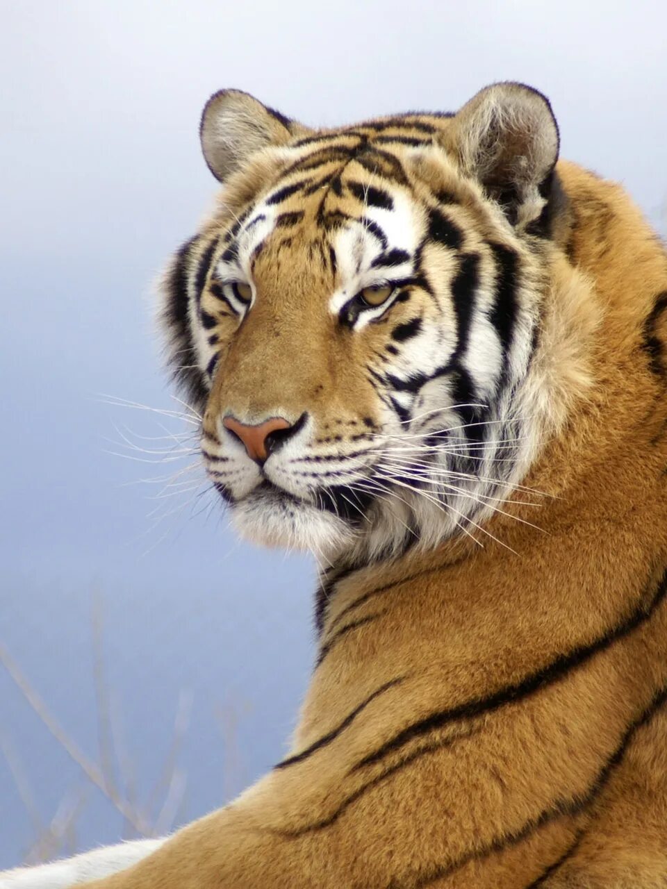 The tiger is large. King Tiger.