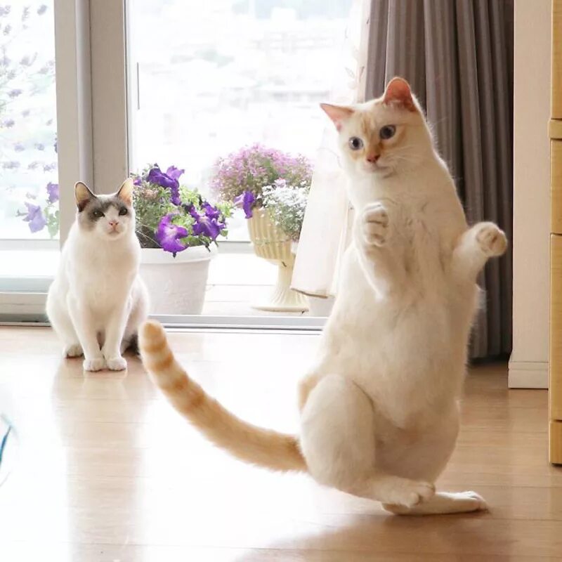 Где котики танцуют. Танцующий кот Чако из Японии. Танцующий кот. Танцующие кошки. Танцующий котенок.