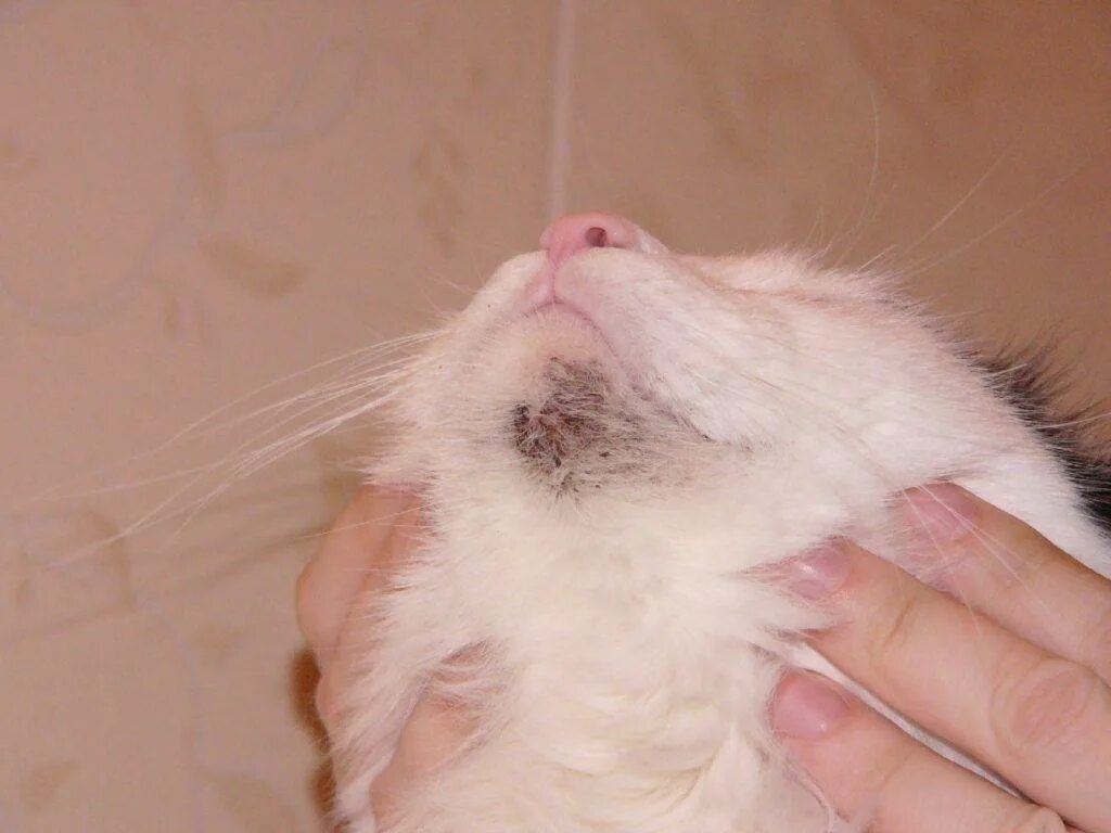 Кальцивироз (эозинофильная гранулема). Милиарный дерматит у кошек. Кошка сильно пахнет