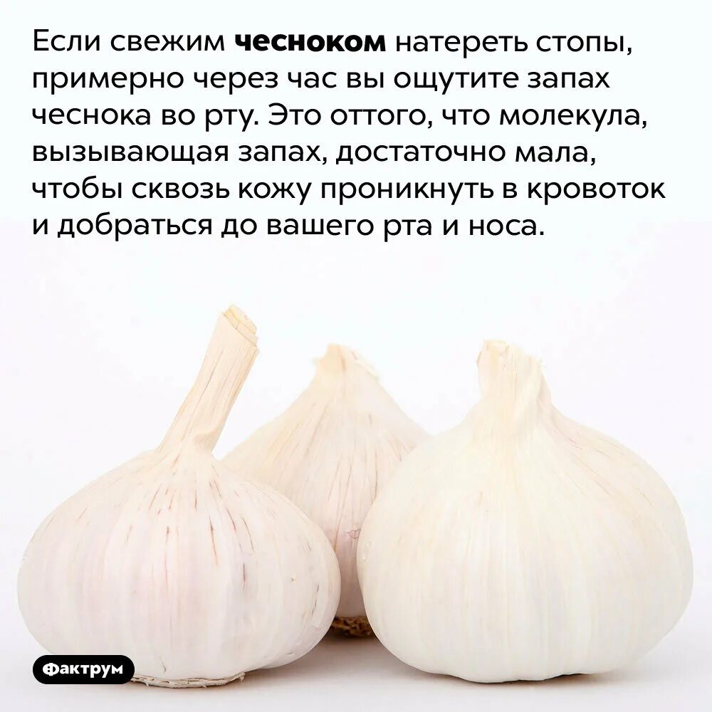 Значит воняешь. Интересные факты о чесноке. Запах чеснока. Растертый чеснок. Воняет чесноком.