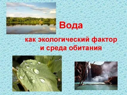 К каким факторам среды относится влажность