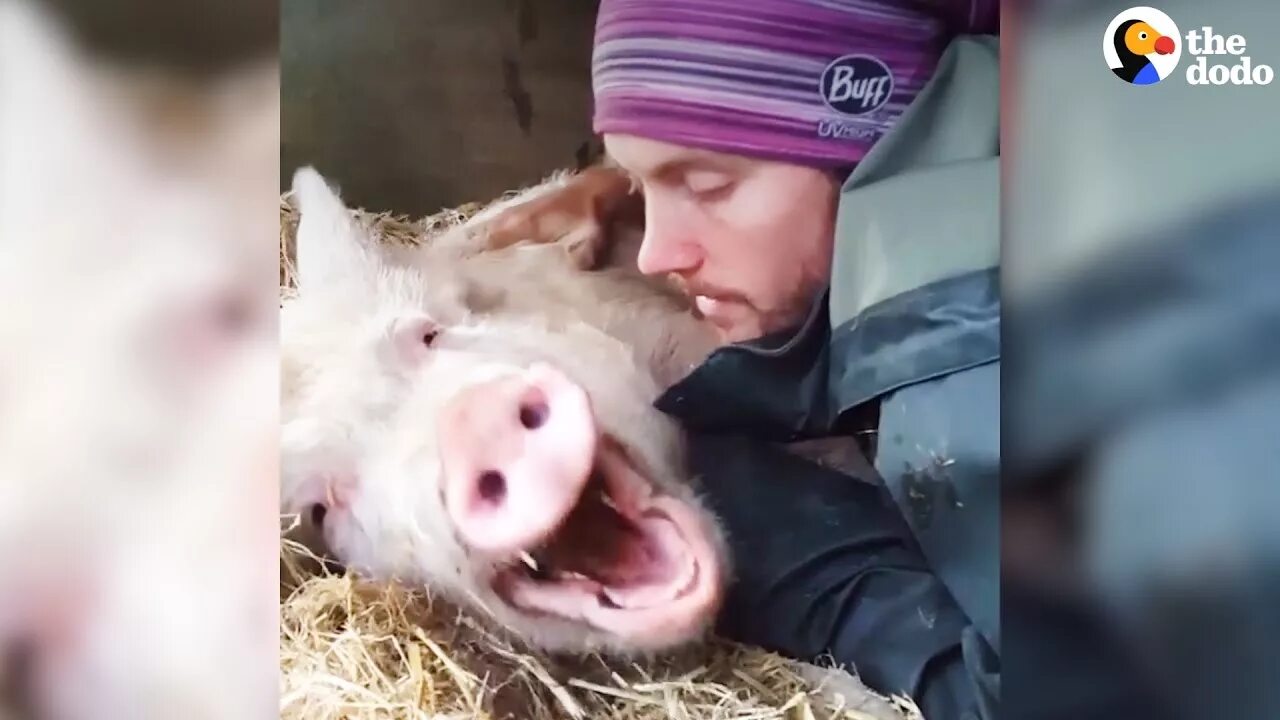 Свинки кусаются. Поросенок поцелуй. Свинья целует.