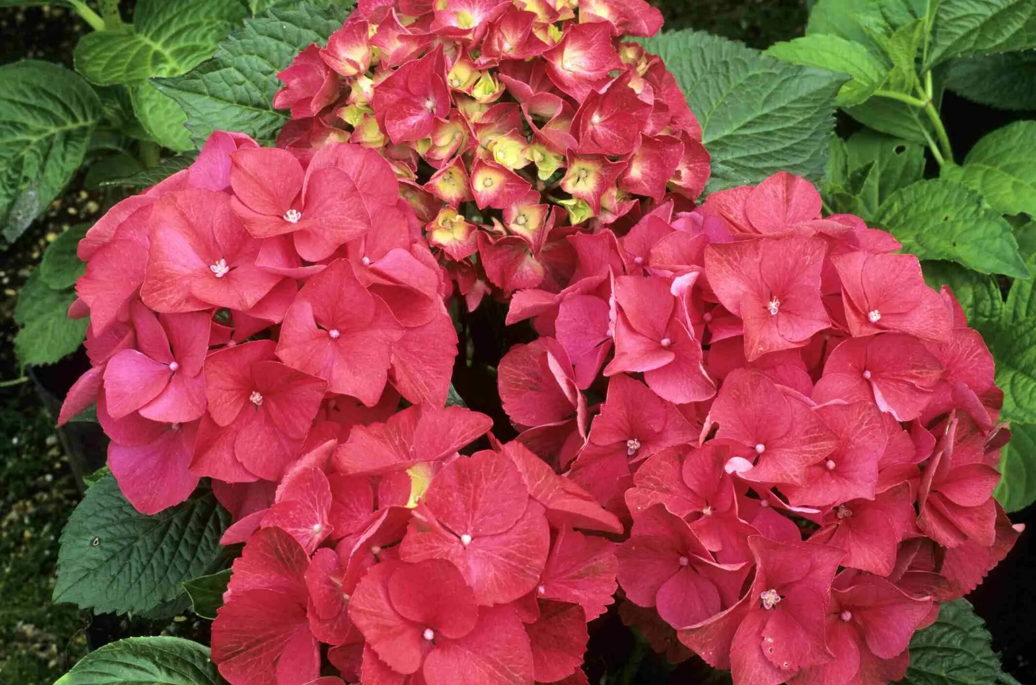 identification - What is this shrub with large heads composed of single flowers?